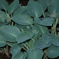 Hosta halcyon - Abriachan Nurseries